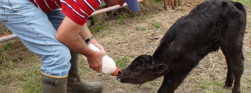 maxcare-calf-milk-replacer