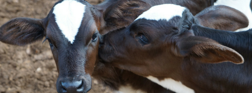 feeding-calves