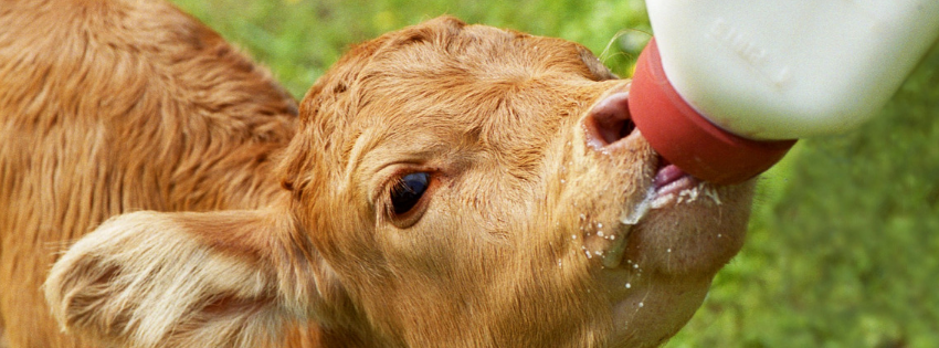 calf-feeding-regimes-need-to-change
