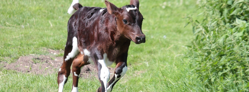 calf-rearing-basics