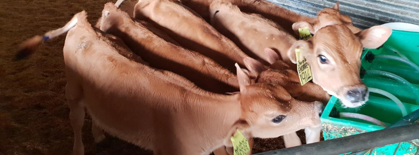 rearing-calves