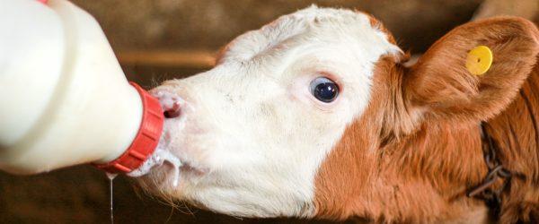 New approaches to calf nutrition