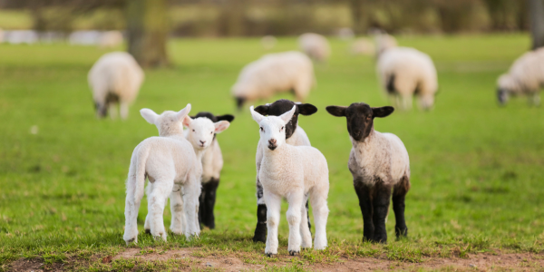 Lamb Rearing