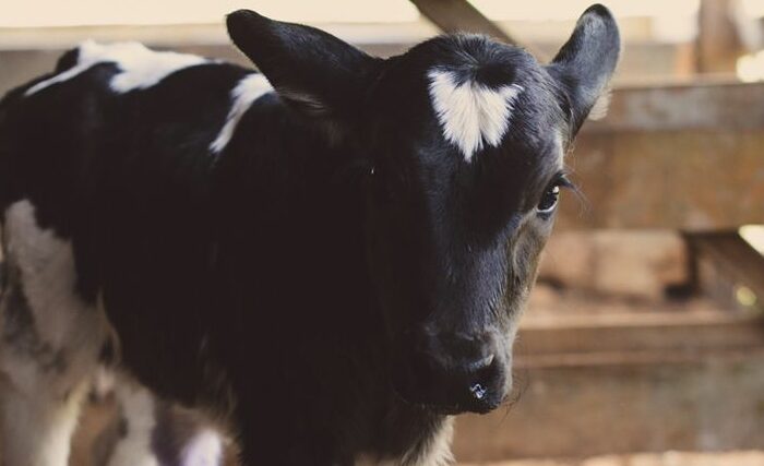 Calf in shed