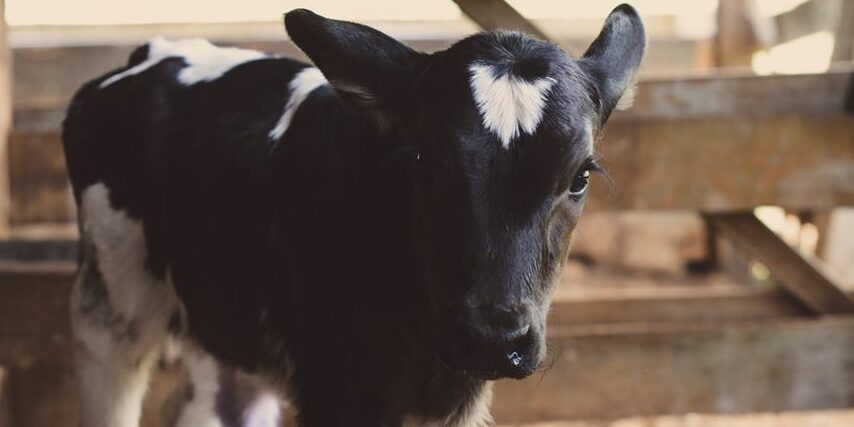 Calf in shed