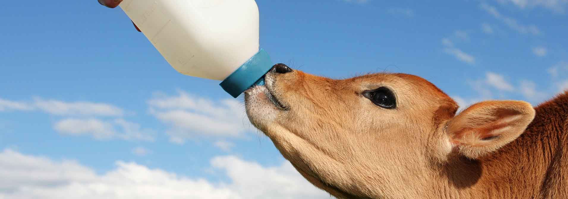fortified-milk-guidelines